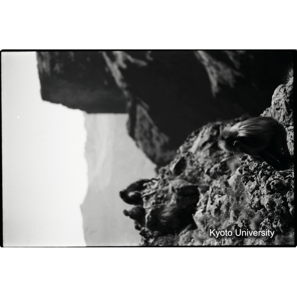 [１９コマ目]「崖の上のゲラダヒヒ」 (1)