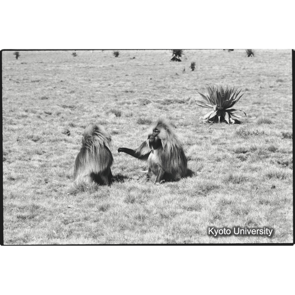 [９コマ目]「リーダー雄とセカンド雄（４）」 (1)