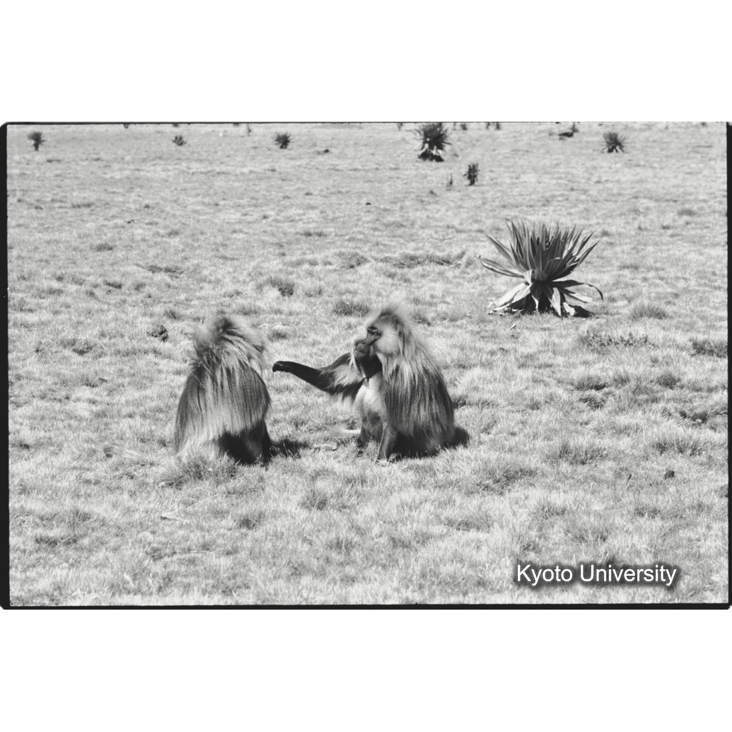 [１０コマ目]「リーダー雄とセカンド雄（５）」 (1)