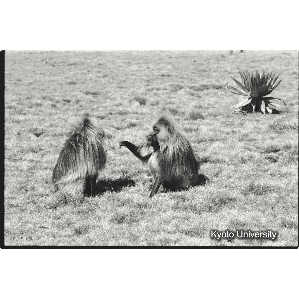 [１１コマ目]「リーダー雄とセカンド雄（６）」 (1)