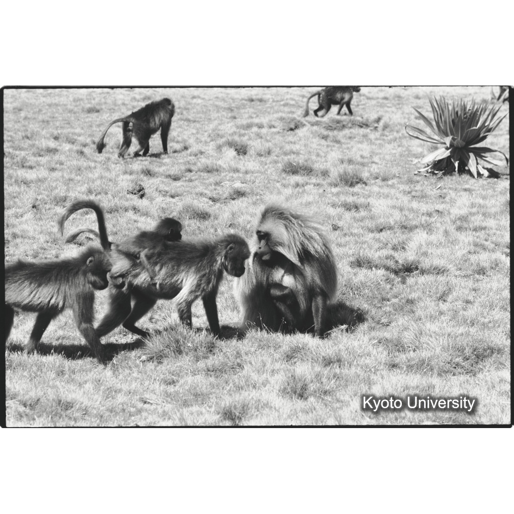 [１２コマ目]「リーダーと雌（１）」 (1)