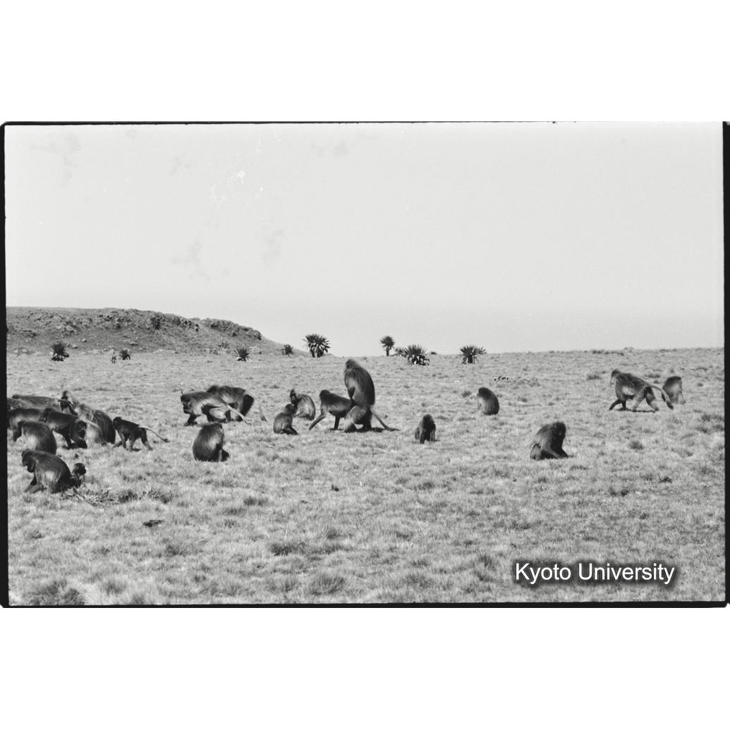 [２４コマ目]「交尾（２）」 (1)