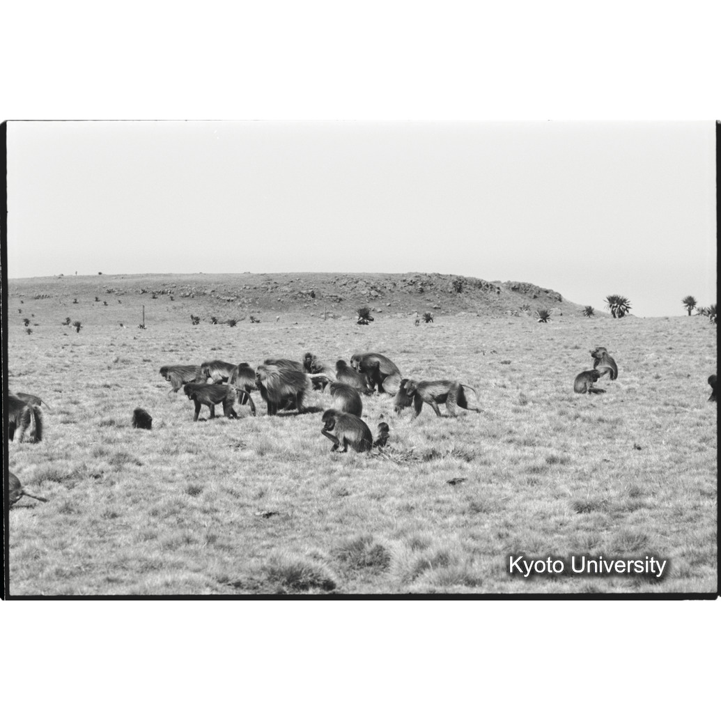 [２６コマ目]「交尾（４）」 (1)