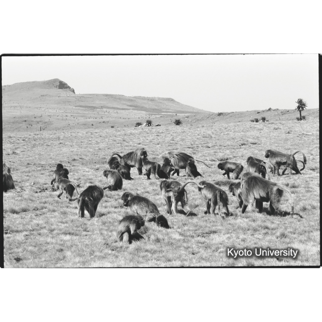 [２９コマ目]「リーダー雄同士の対決（２）」 (1)