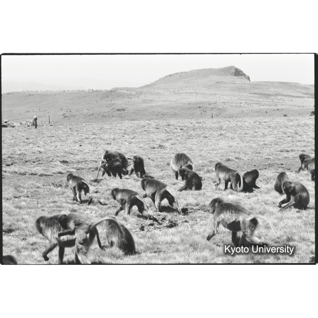 [３０コマ目]「リーダー雄同士の対決（３）」 (1)