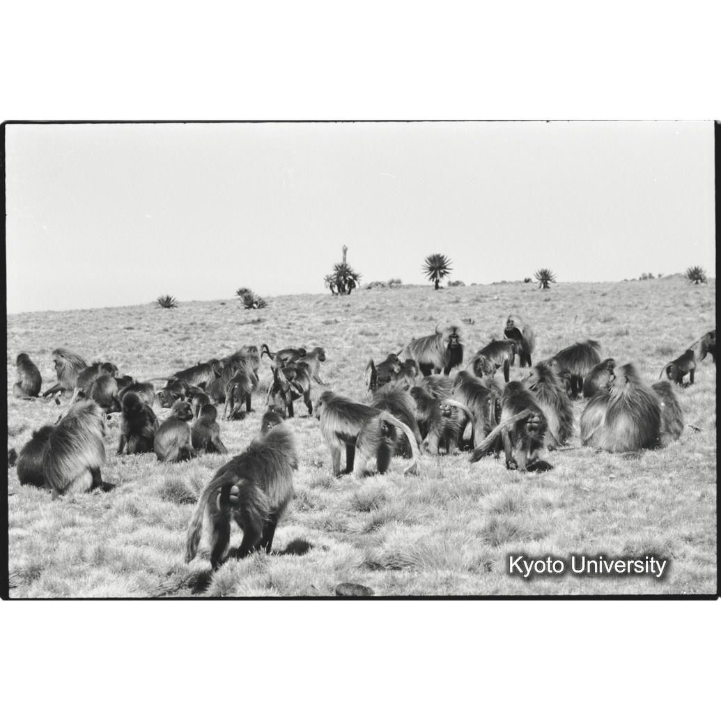 [３８コマ目]「行進ストップ」 (1)