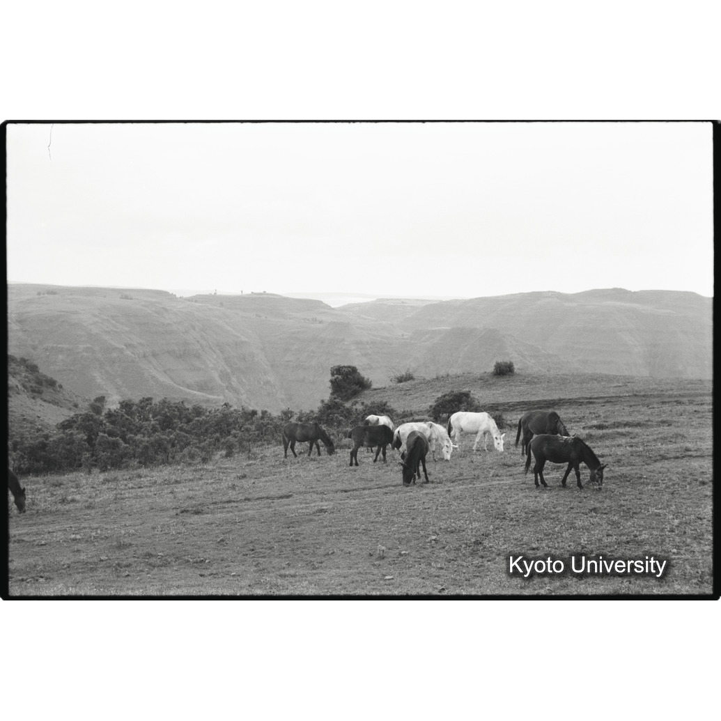 [１３コマ目]「放牧（２）」 (1)