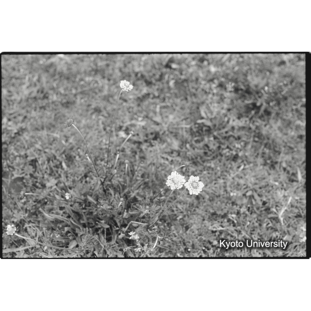 [１５コマ目]「草花」 (1)