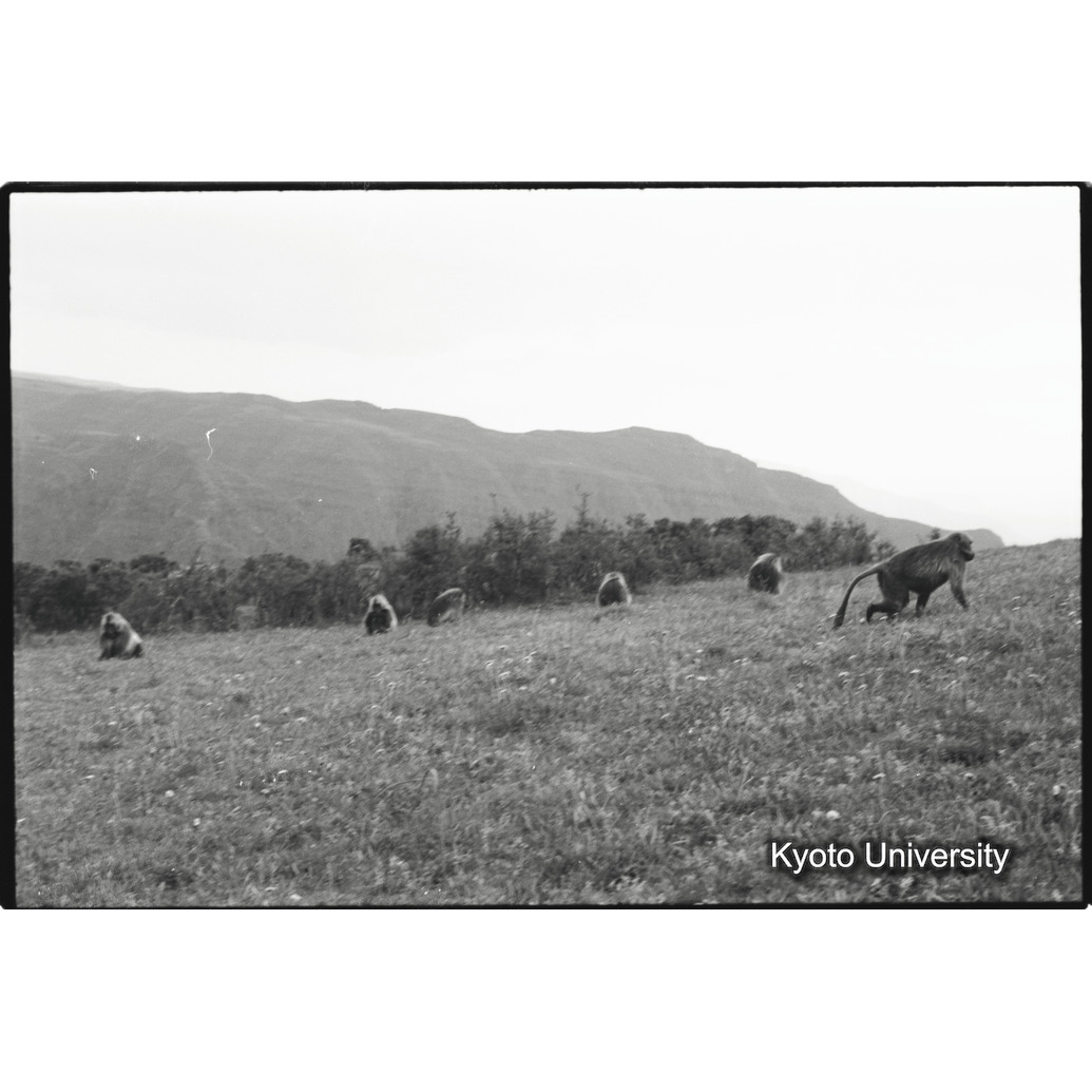 [３５コマ目]「サンカバーの草原（３）」 (1)