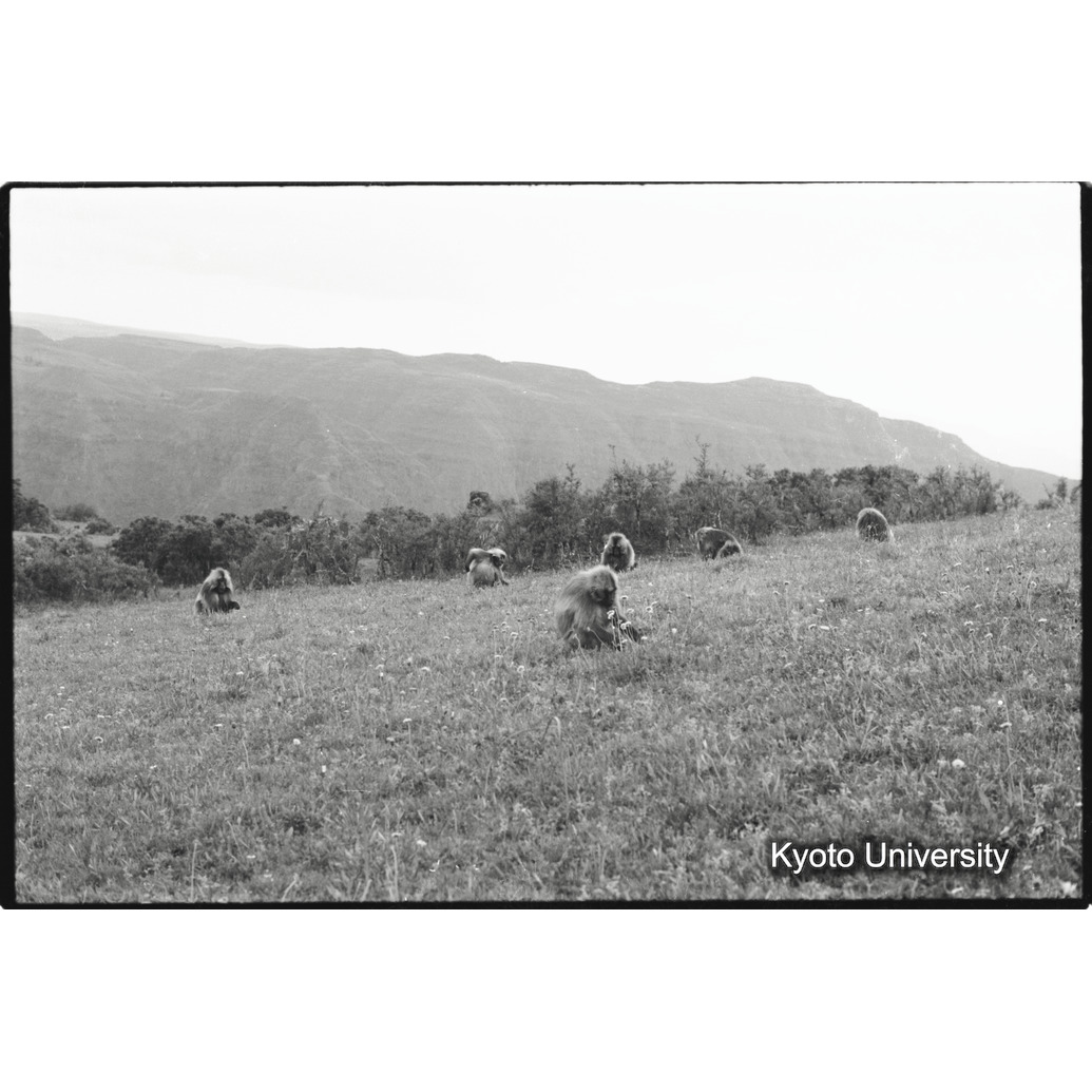 [３６コマ目]「サンカバーの草原（４）」 (1)