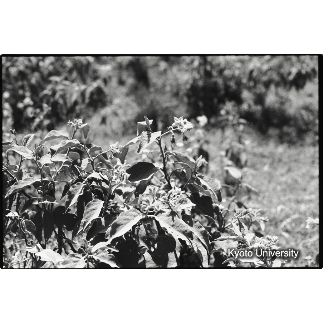 [１５コマ目]「ナス科の花（１）」 (1)