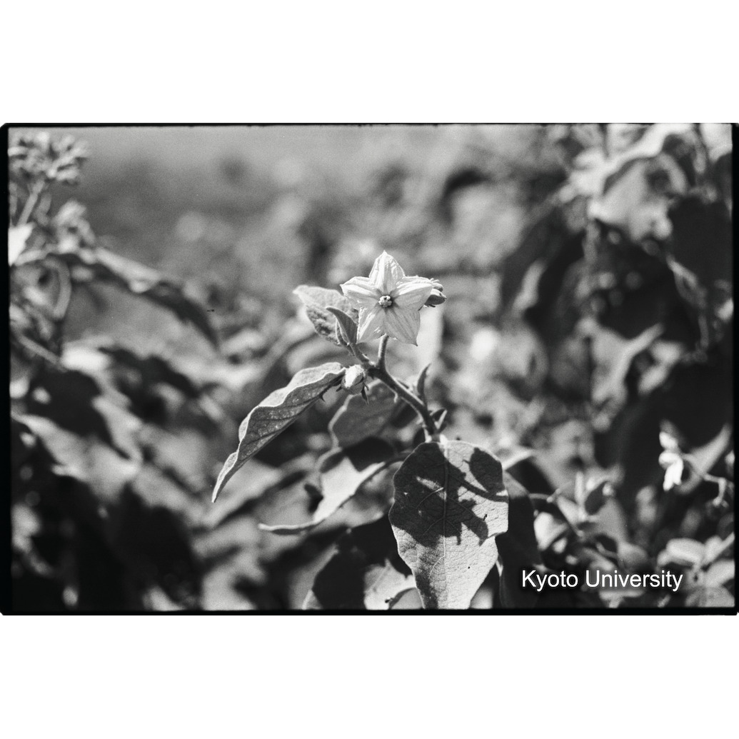 [１６コマ目]「ナス科の花（２）」 (1)