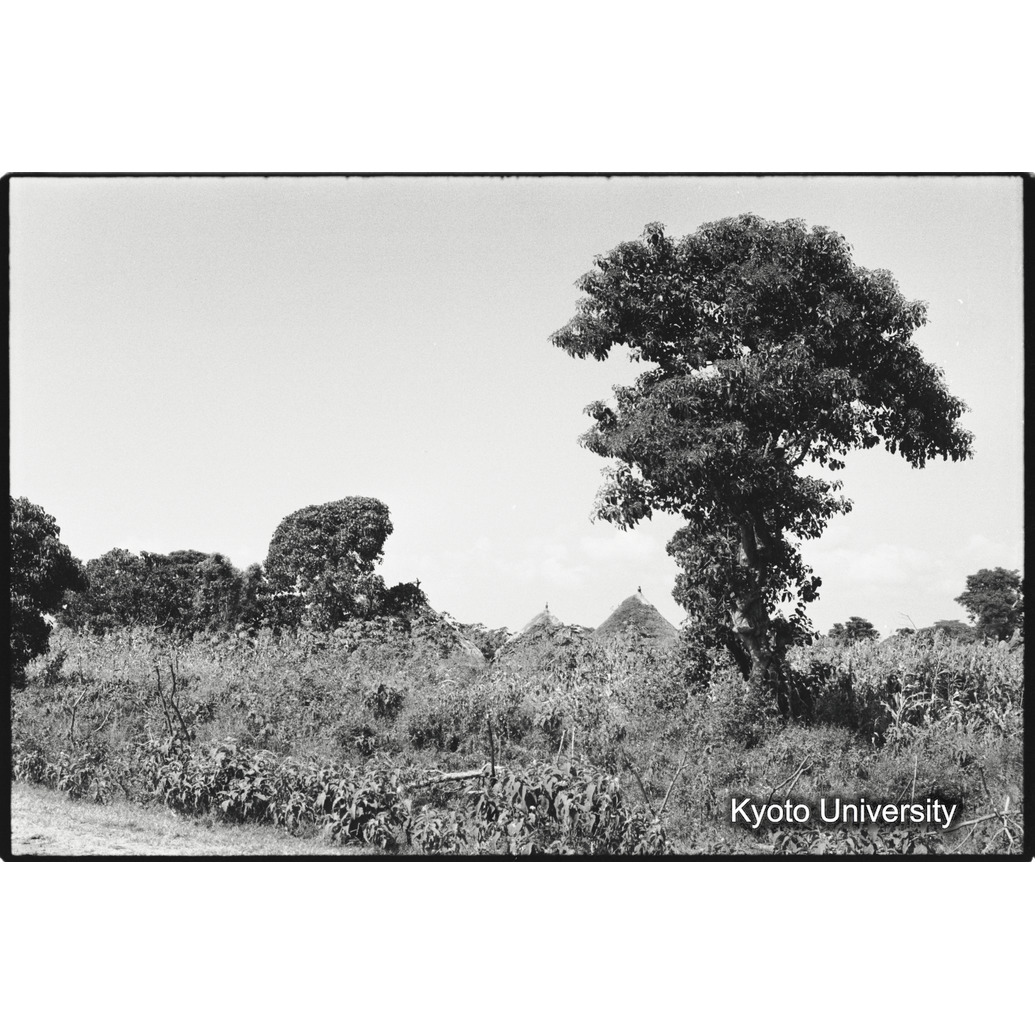 [１９コマ目]「農家（アムハラ族）」 (1)