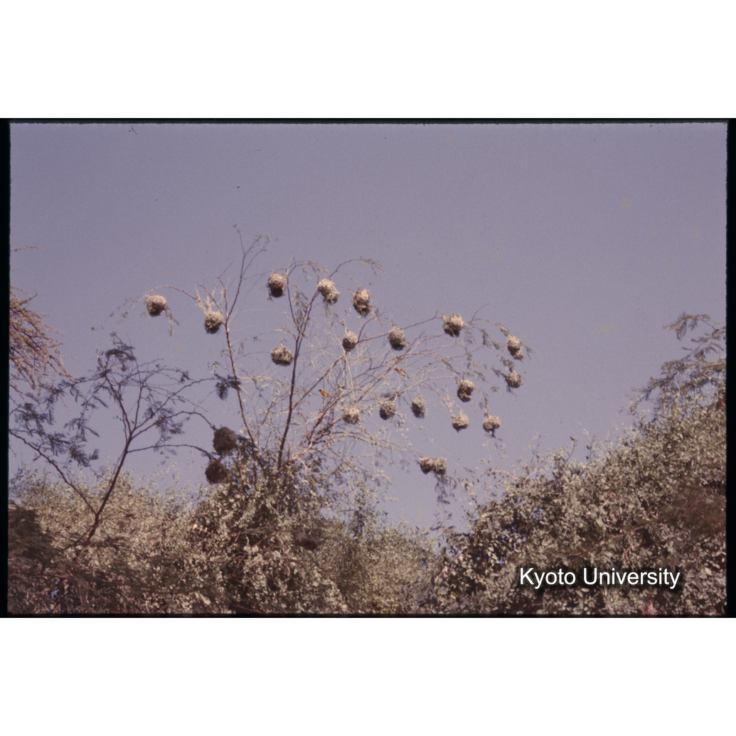 Sm　1973　1057 (1)