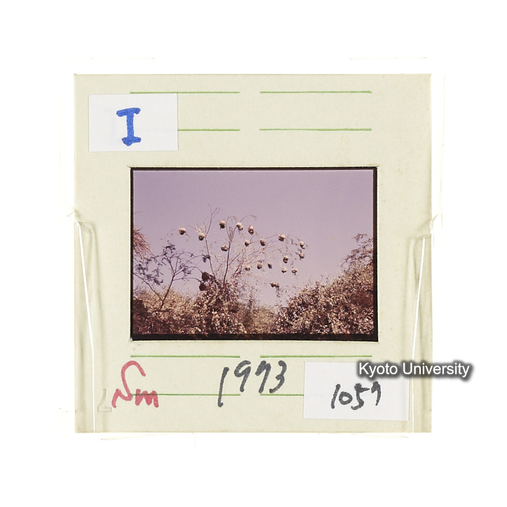 Sm　1973　1057 (2)