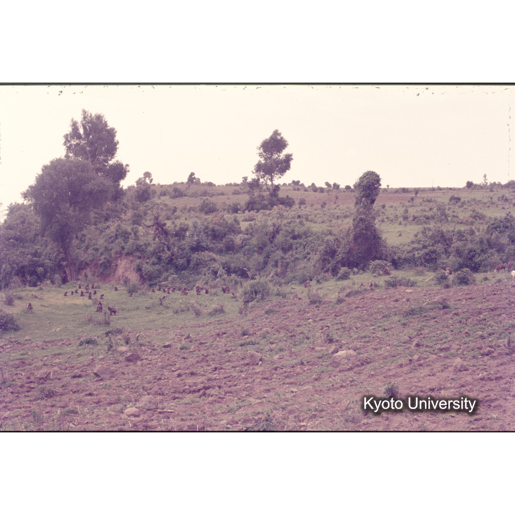 Sm　1973　1071 (1)