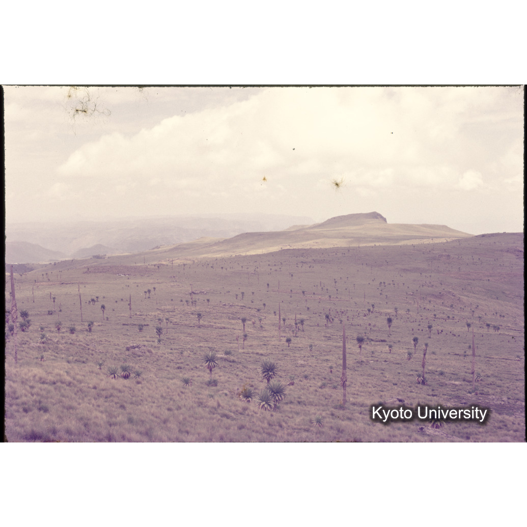 Sm　1973　1196 (1)