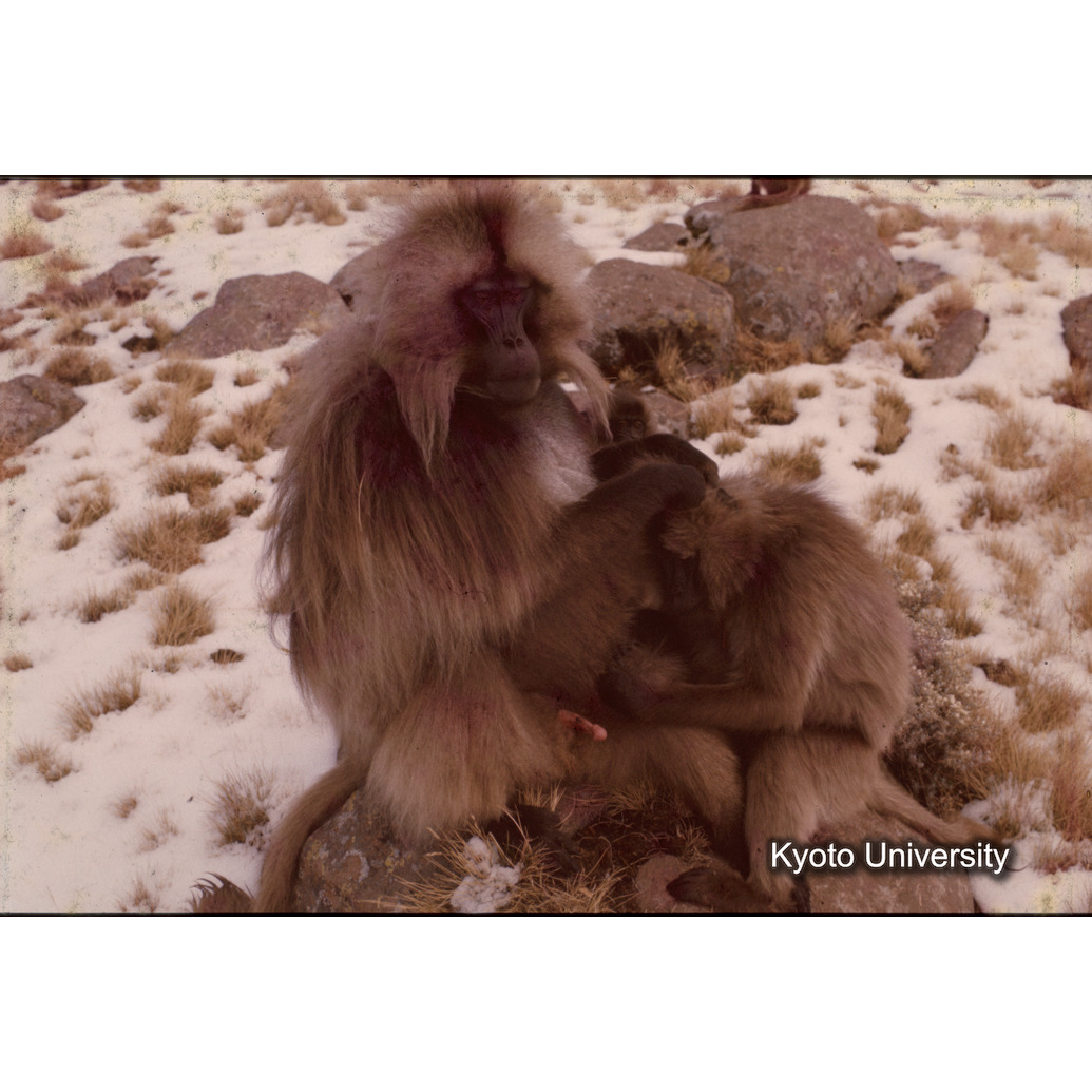 Sm　1973　1376 (1)