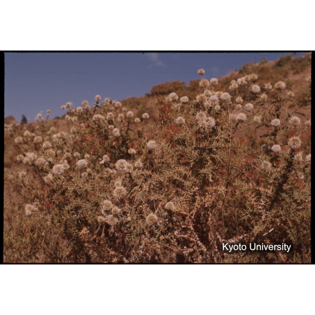 Sm　1973　1441 (1)