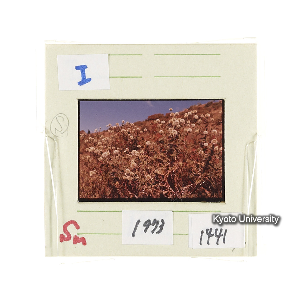 Sm　1973　1441 (2)