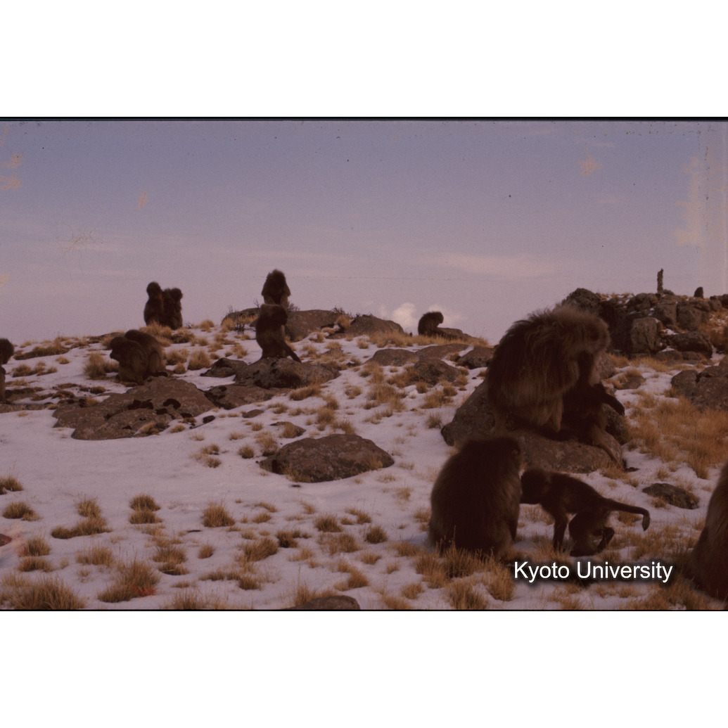 Sm　1973　1472 (1)