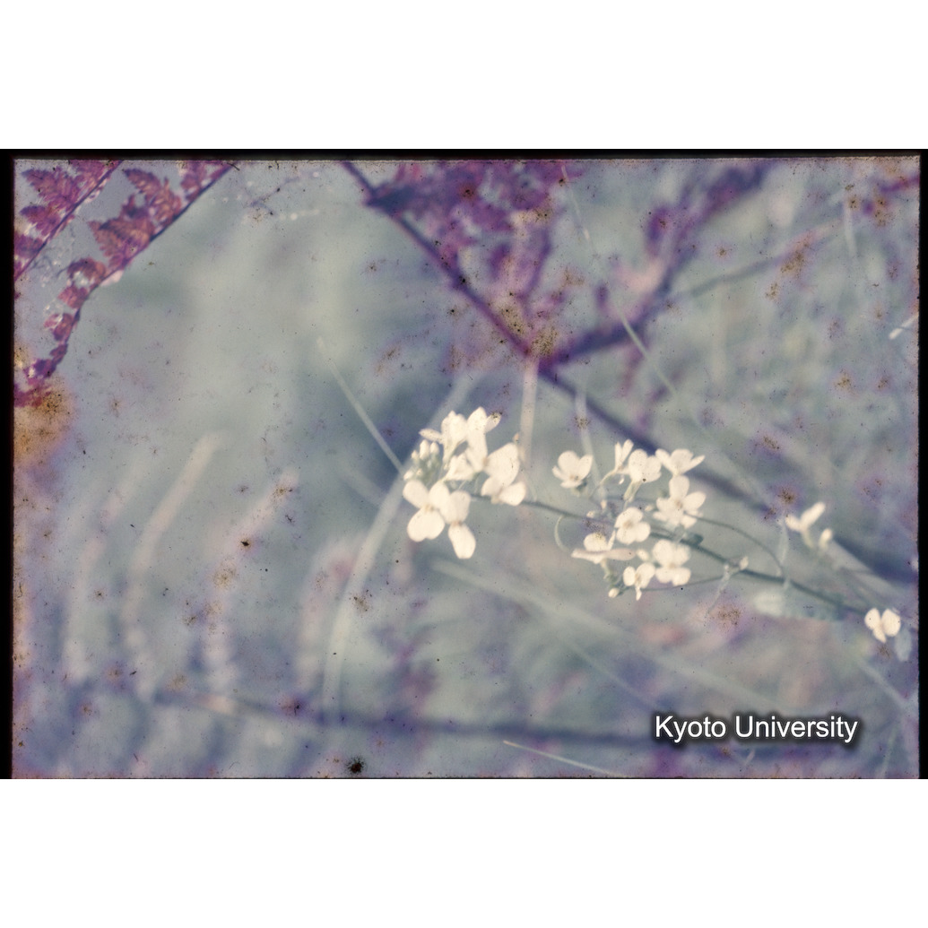 Sm　1973　1310 (1)