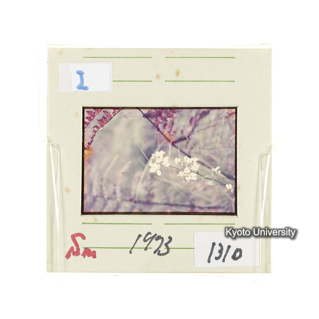 Sm　1973　1310 (2)