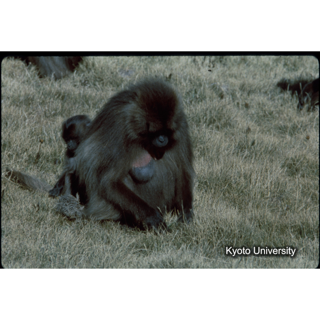 Sm　1973　1141 (1)