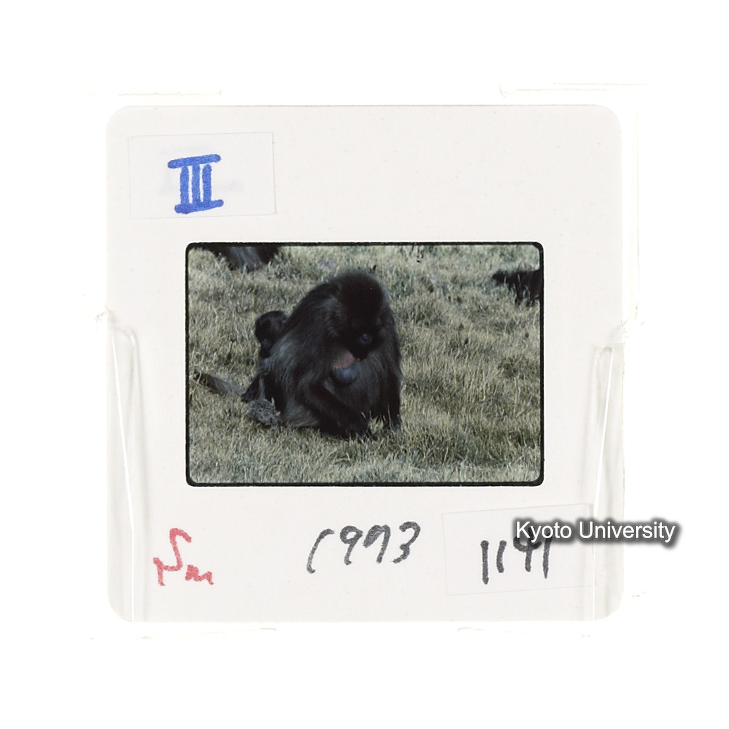 Sm　1973　1141 (2)