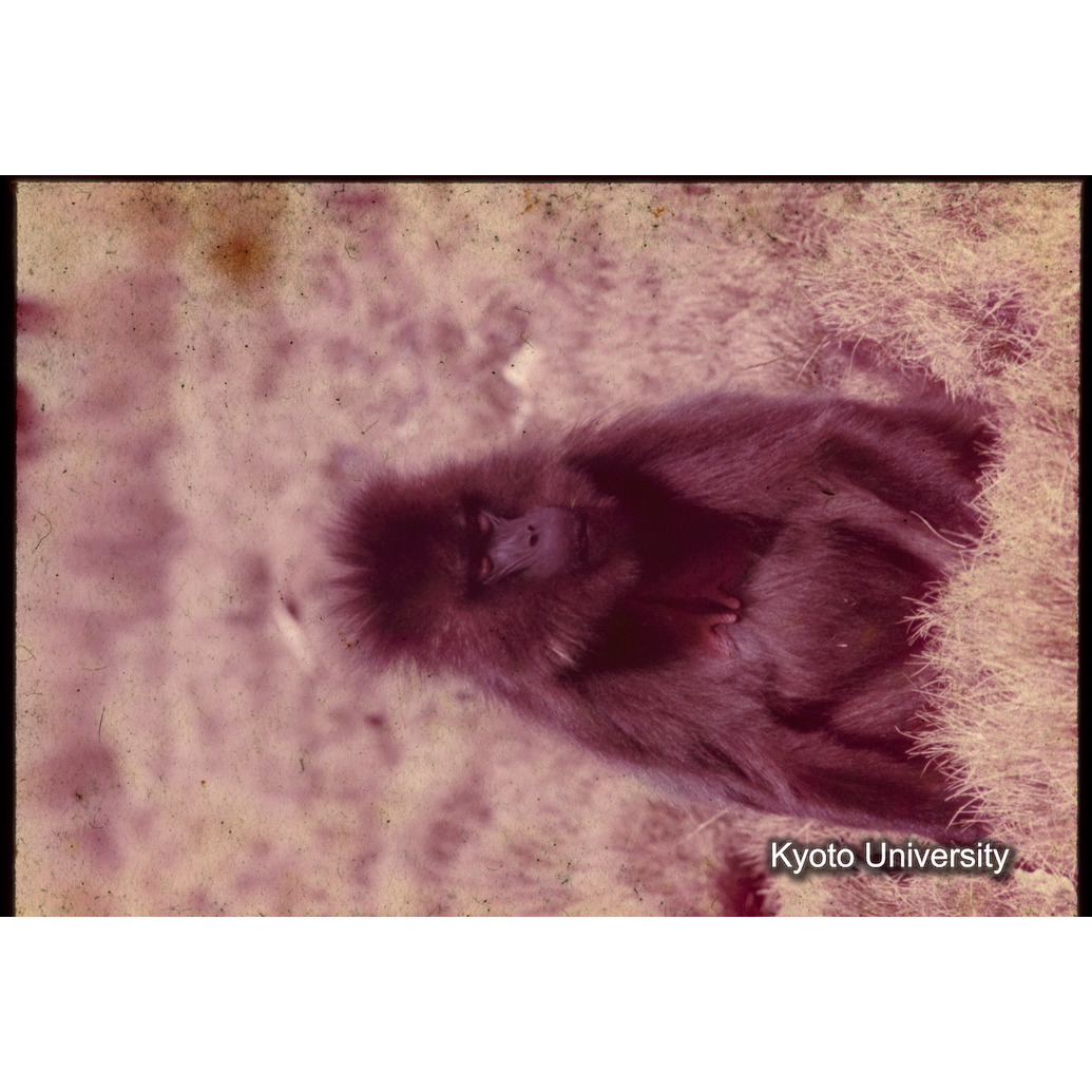 Sm　1973　1228 (1)