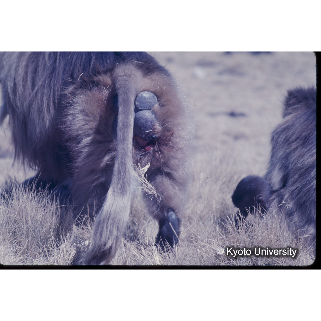 Sm　1973　1249 (1)