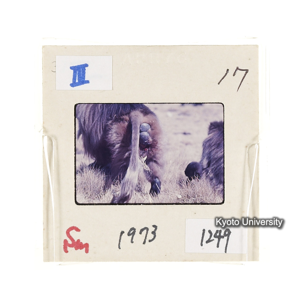 Sm　1973　1249 (2)