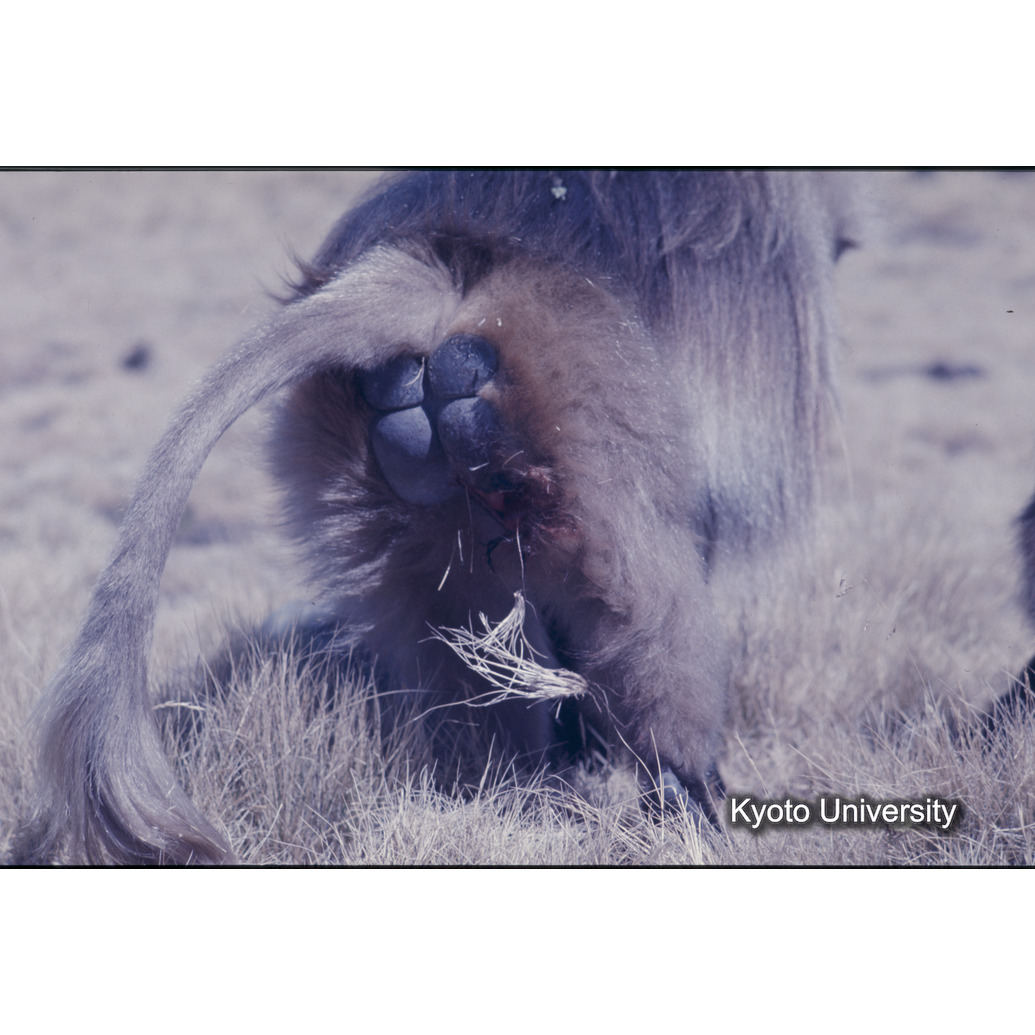 Sm　1973　1256 (1)