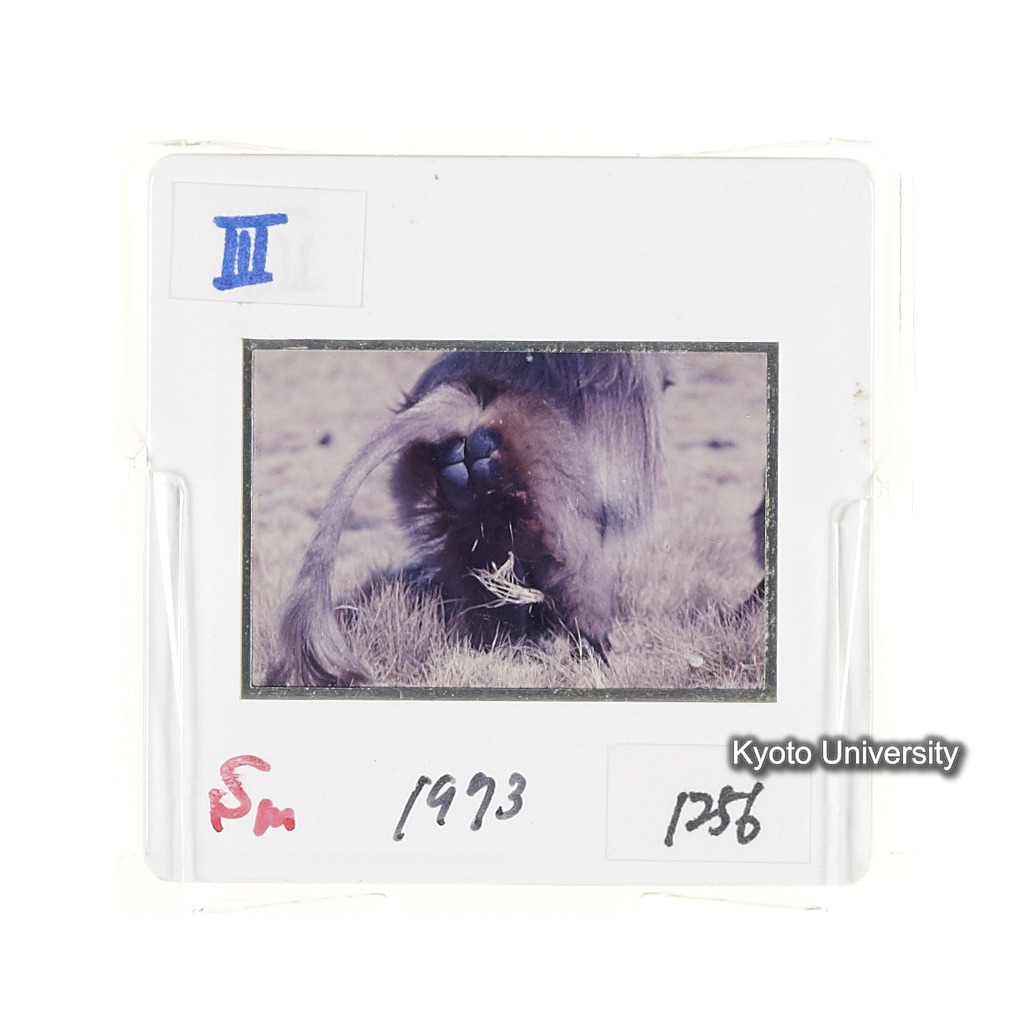 Sm　1973　1256 (2)