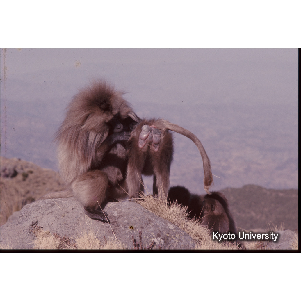 Sm　1973　1369 (1)