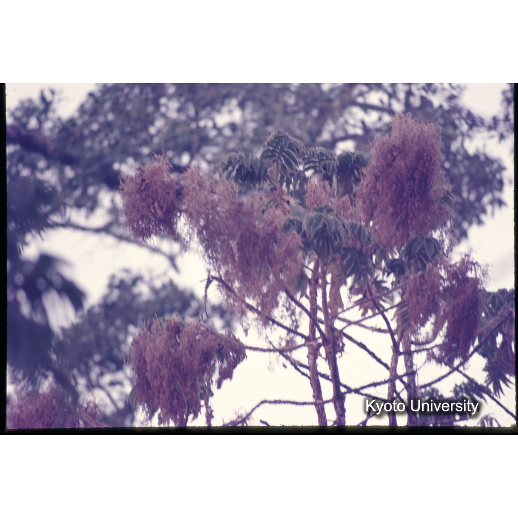 Sm　1973　1157 (1)