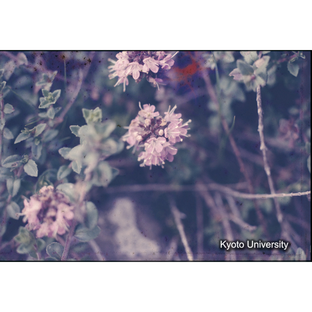 Sm　1973　1160 (1)