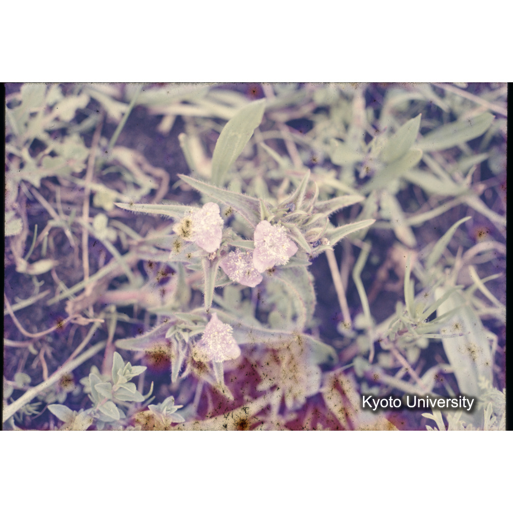 Sm　1973　1331 (1)