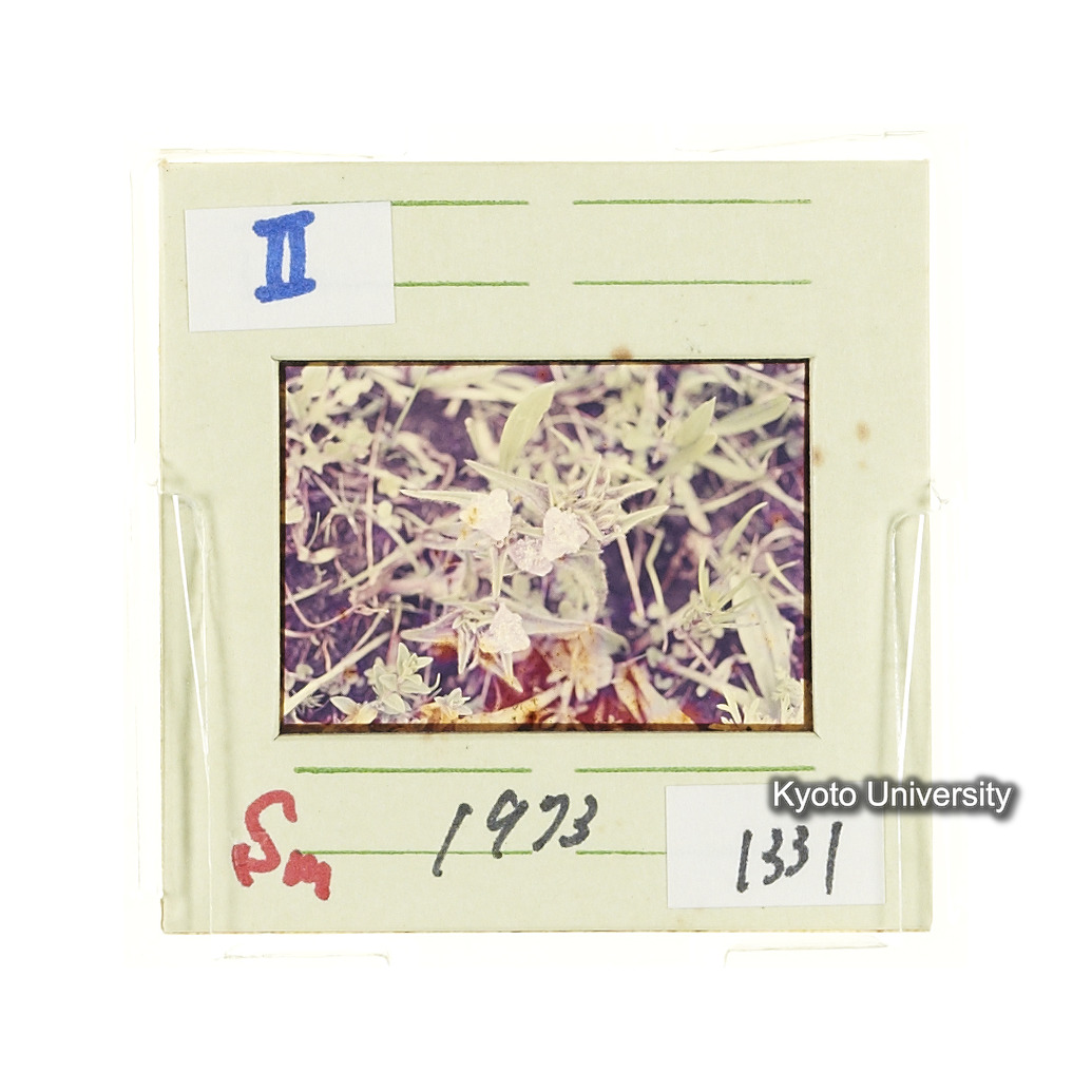 Sm　1973　1331 (2)