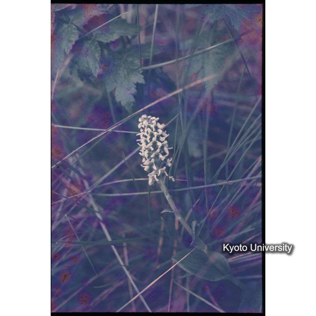 Sm　1973　1339 (1)