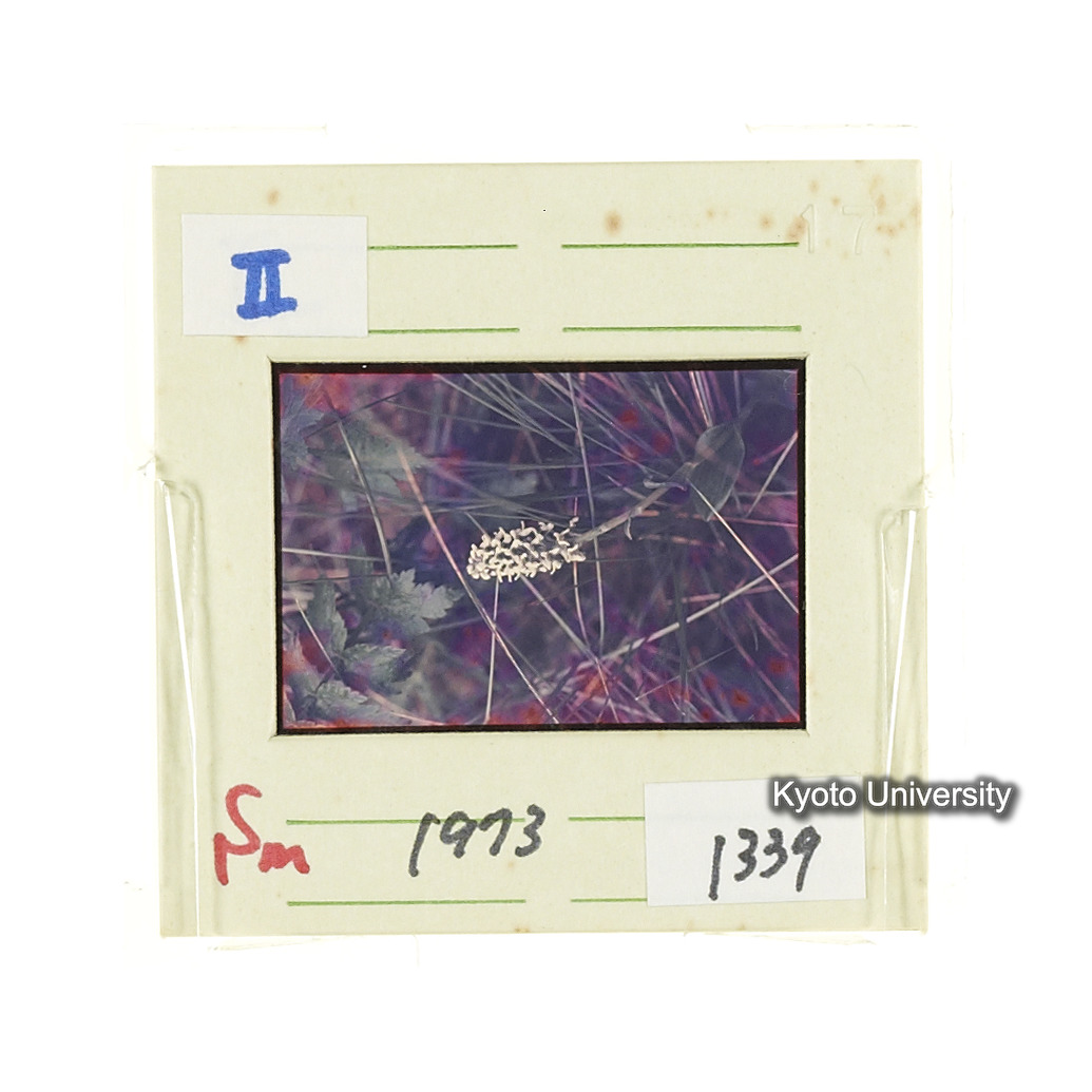 Sm　1973　1339 (2)