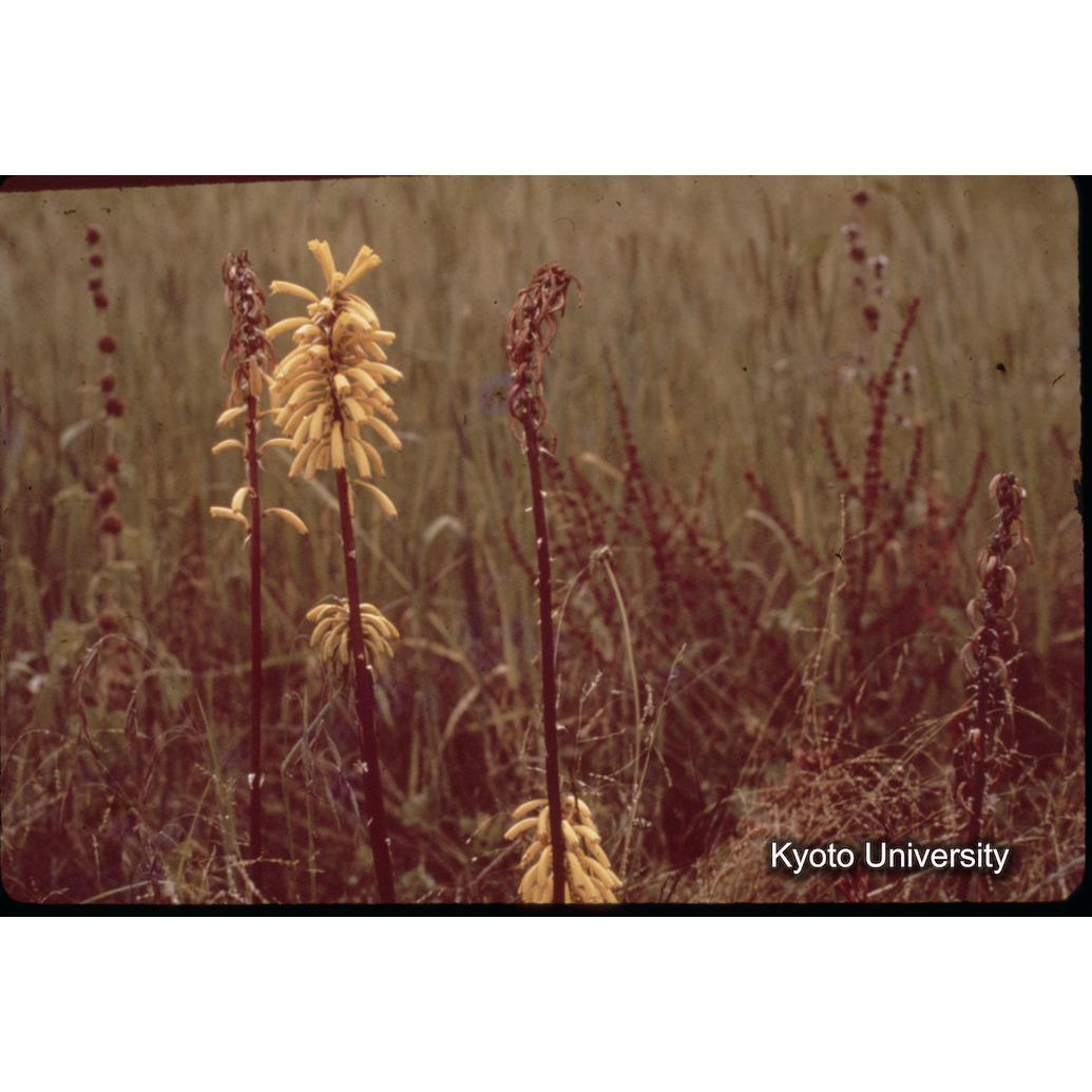 Sm　1973　1466 (1)