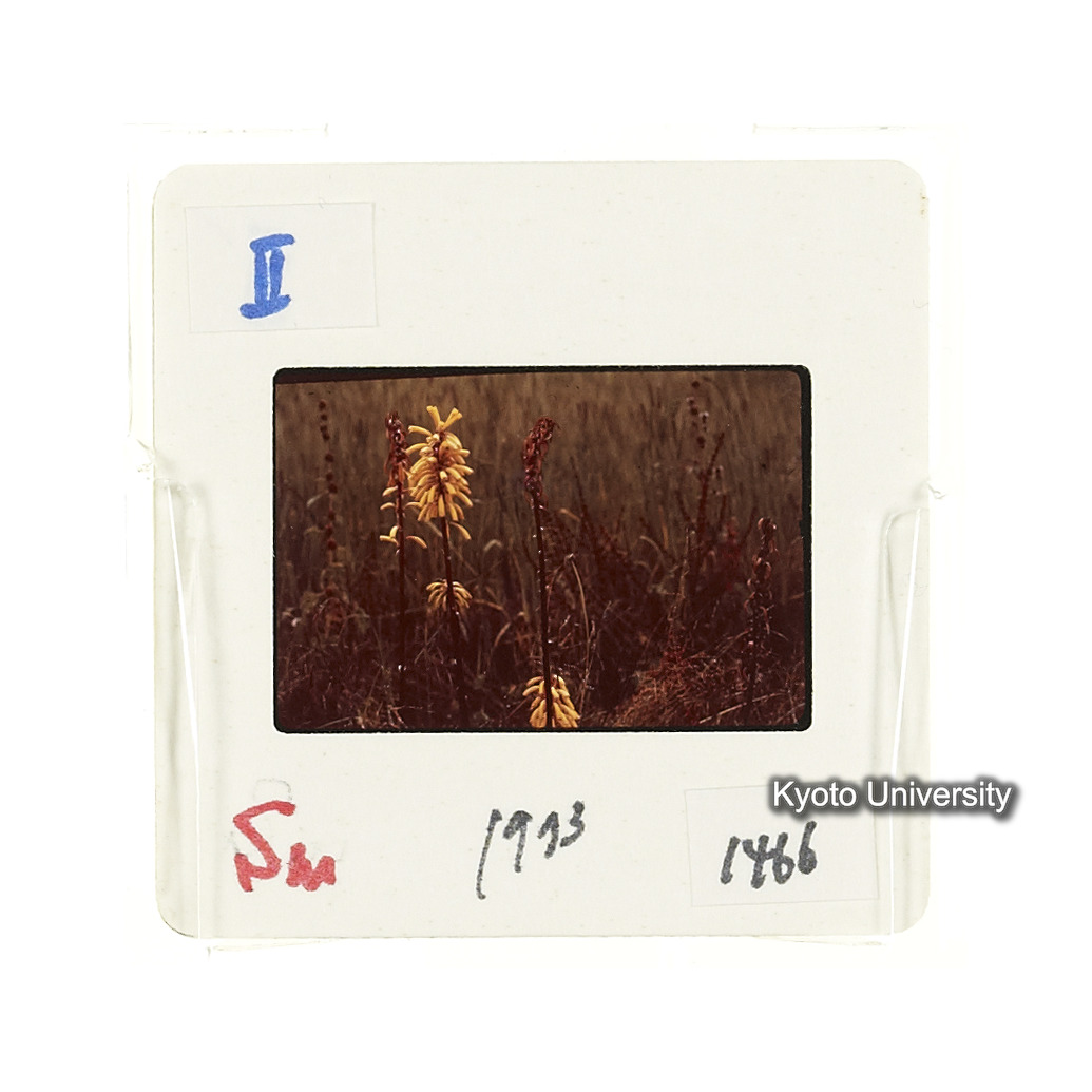 Sm　1973　1466 (2)