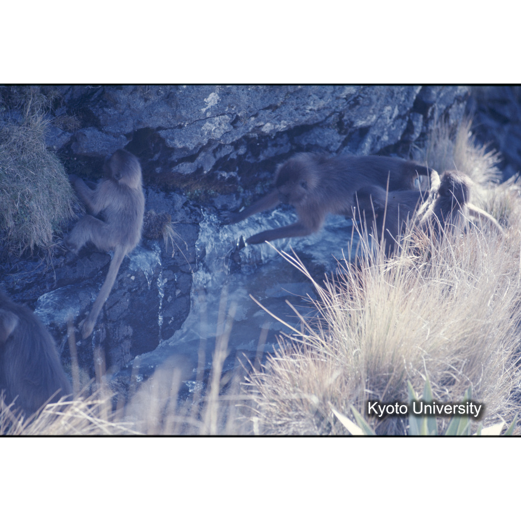 Sm　1973　R17　●[赤色シール] (1)