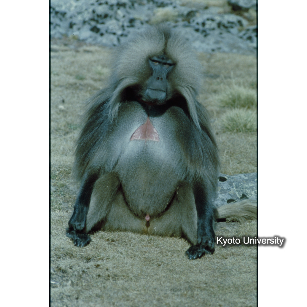 Sm　1973　R15　●[赤色シール] (1)