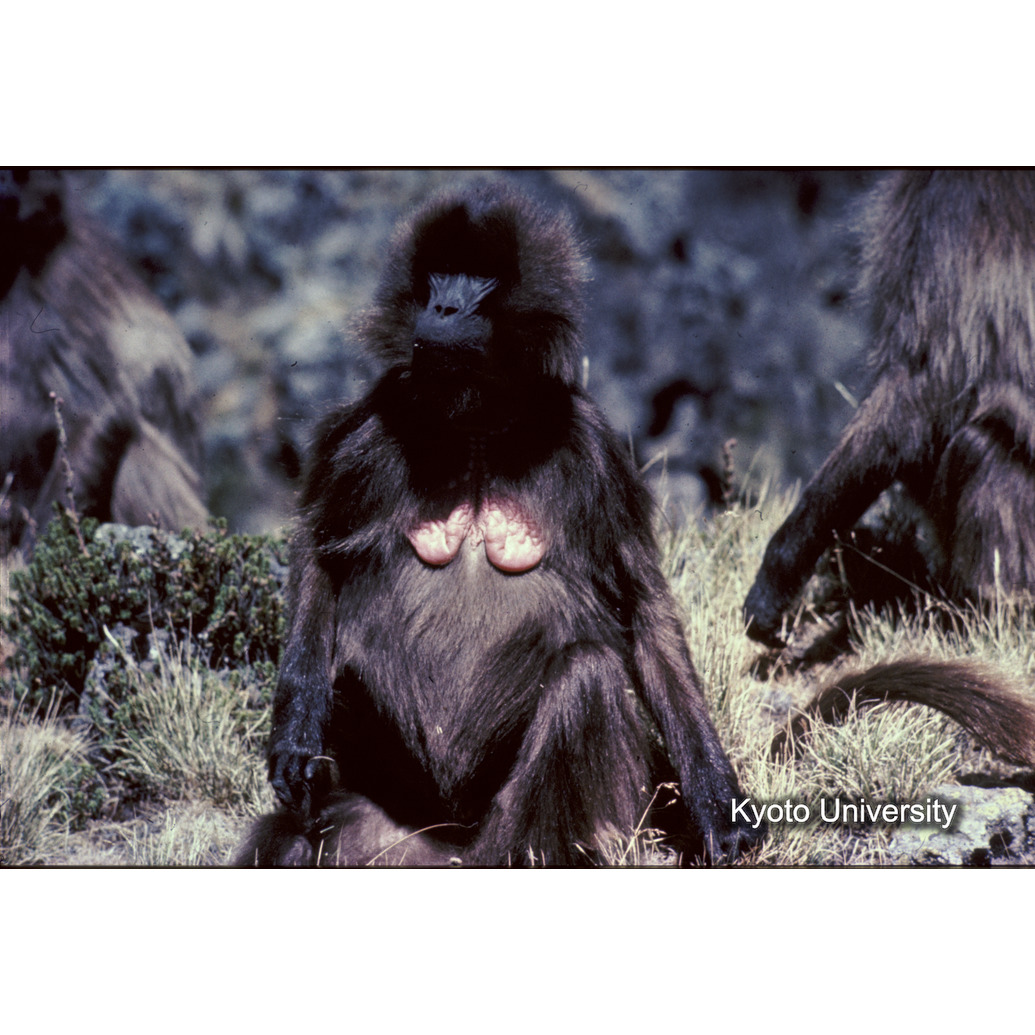 Sm　1973　R16　●[赤色シール] (1)