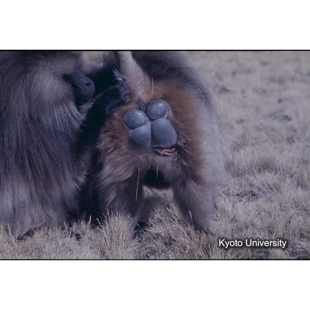 Sm　1973　R45　●[赤色シール] (1)