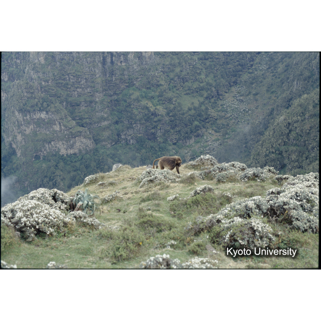 Sm　1973　R74　●[赤色シール] (1)