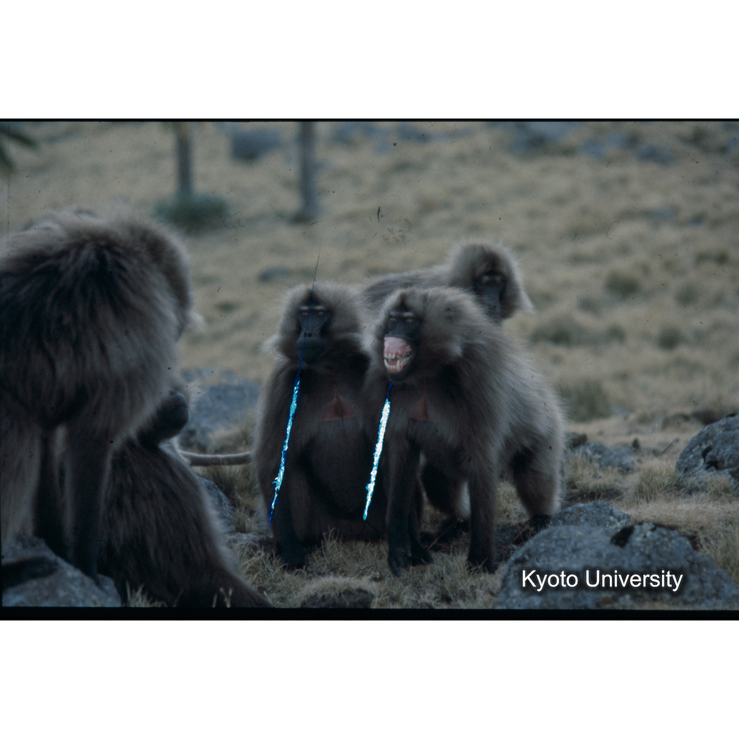 Sm　1973　R25　●[赤色シール] (1)