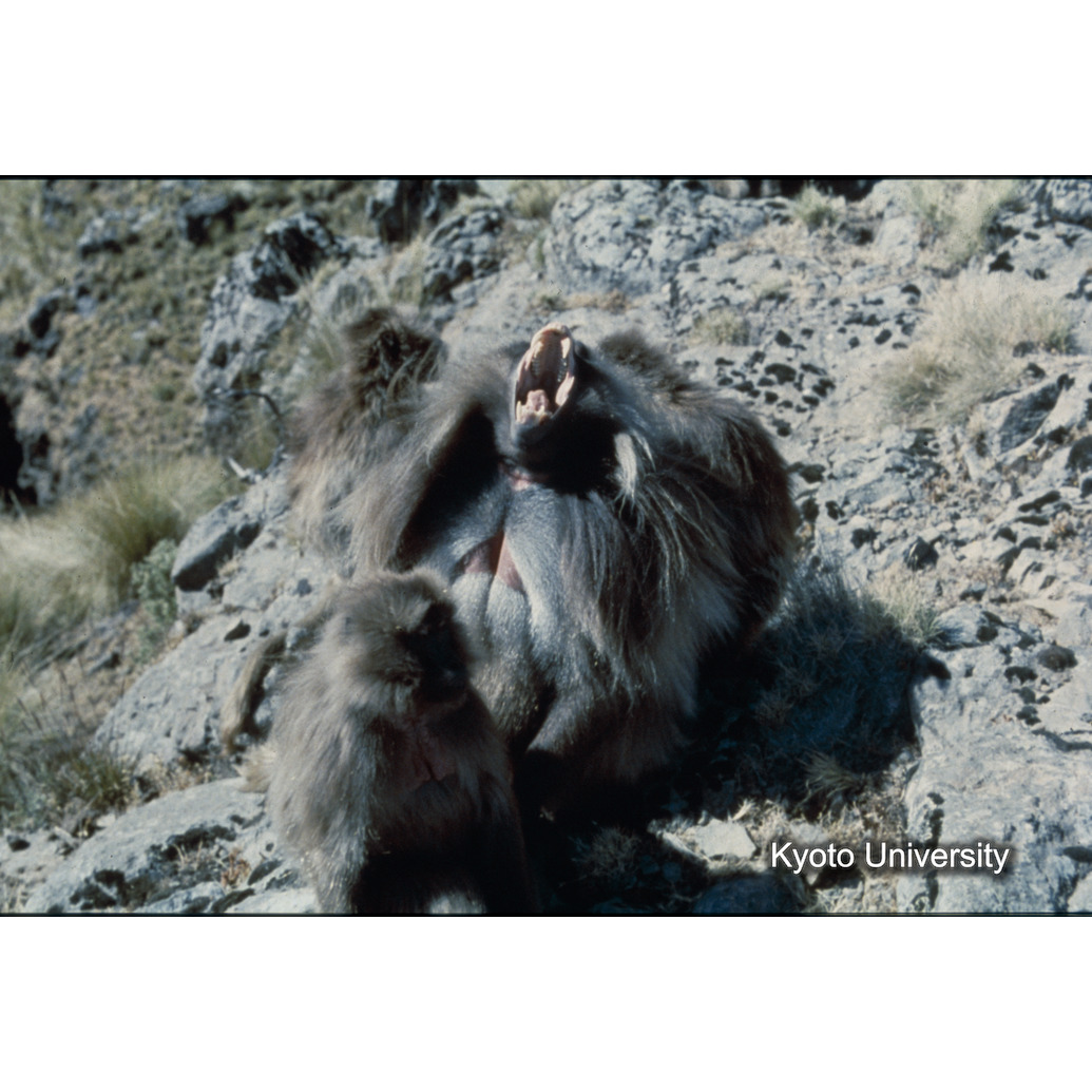 Sm　1973　R57　●[赤色シール] (1)